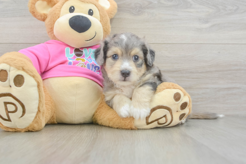 Aussiechon Puppy for Adoption
