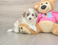 5 week old Aussiechon Puppy For Sale - Premier Pups