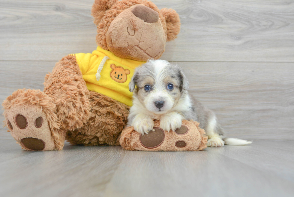 Aussiechon Puppy for Adoption