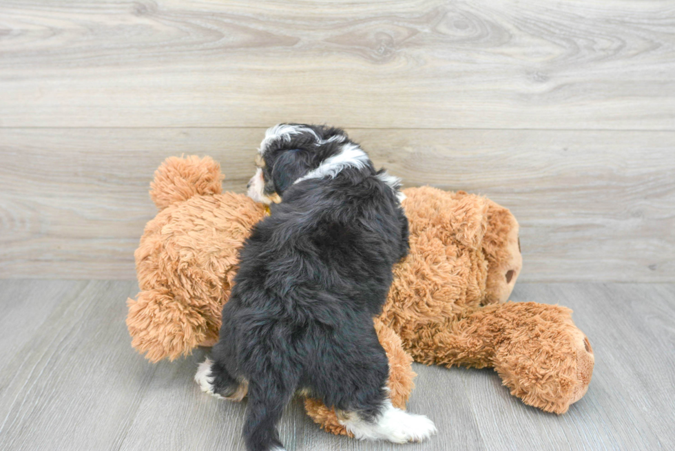 Aussiechon Puppy for Adoption