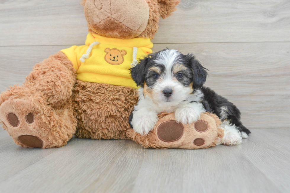 Fluffy Aussiechon Designer Pup