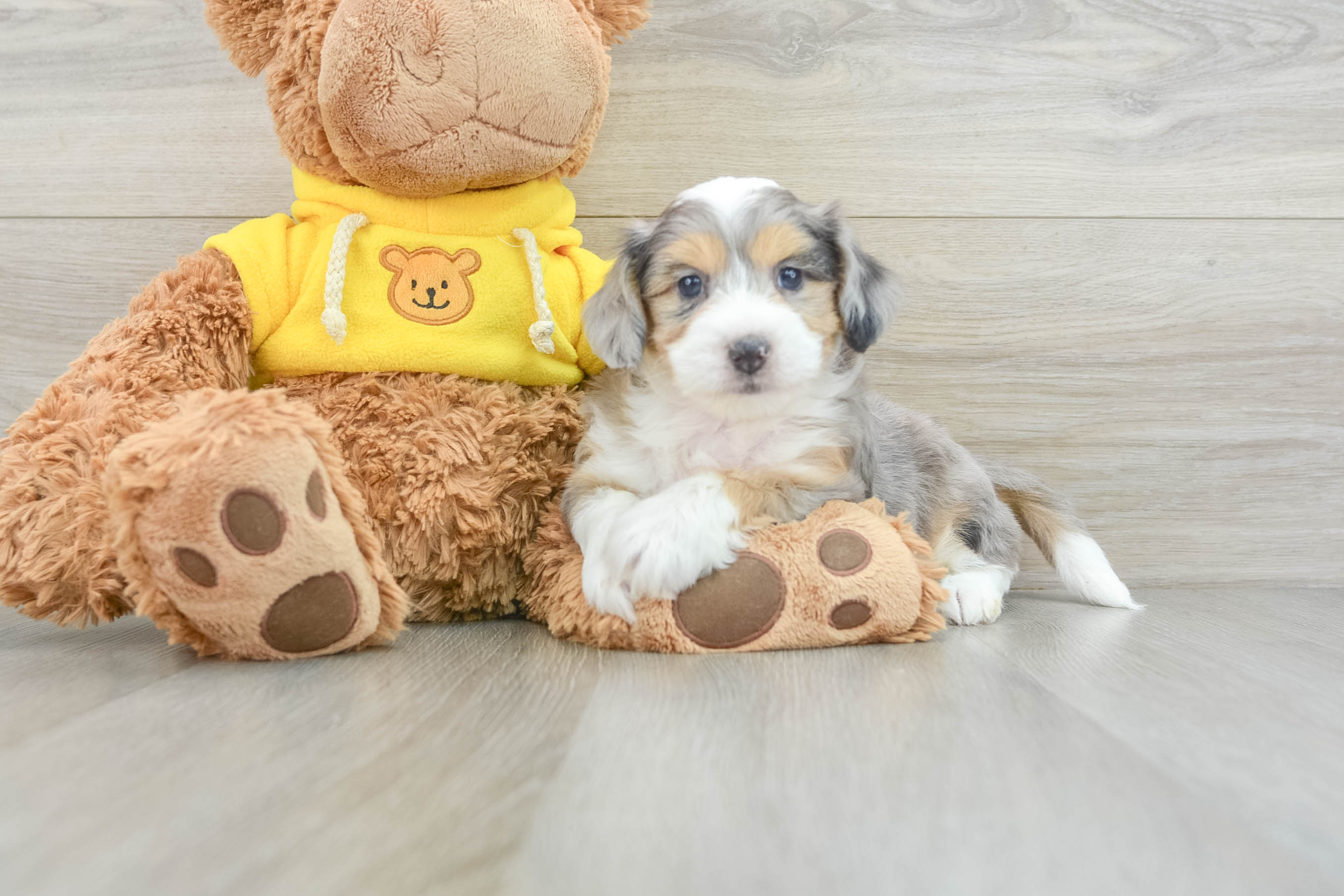 Aussiechon Pup Being Cute