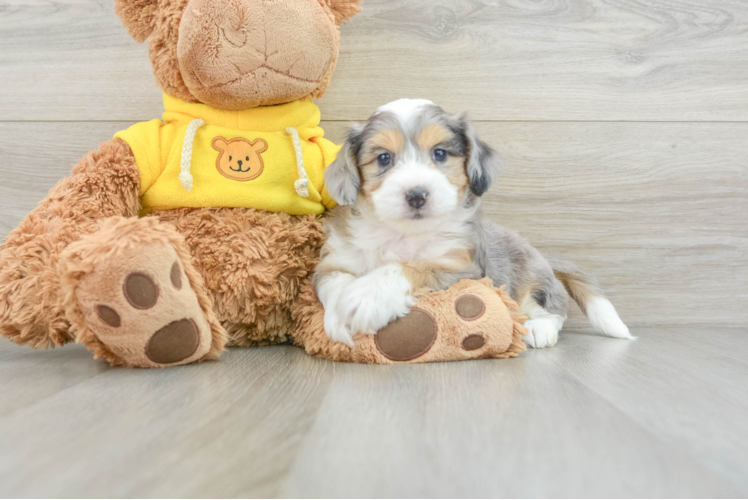 Aussiechon Pup Being Cute