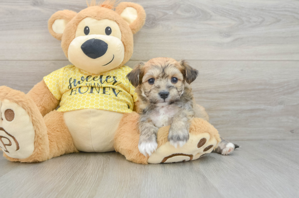5 week old Aussiechon Puppy For Sale - Premier Pups