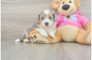 Aussiechon Puppy for Adoption