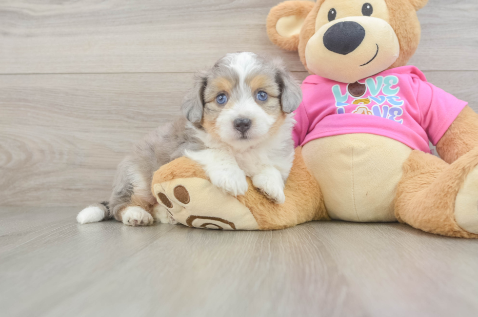 5 week old Aussiechon Puppy For Sale - Premier Pups