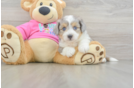 Aussiechon Pup Being Cute