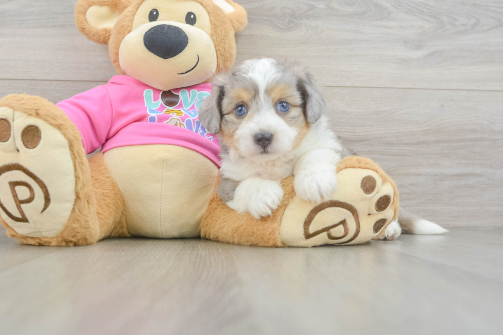 Aussiechon Pup Being Cute