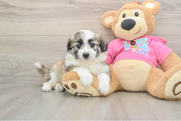 Aussiechon Pup Being Cute