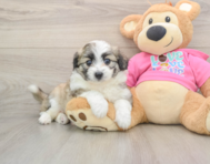5 week old Aussiechon Puppy For Sale - Premier Pups