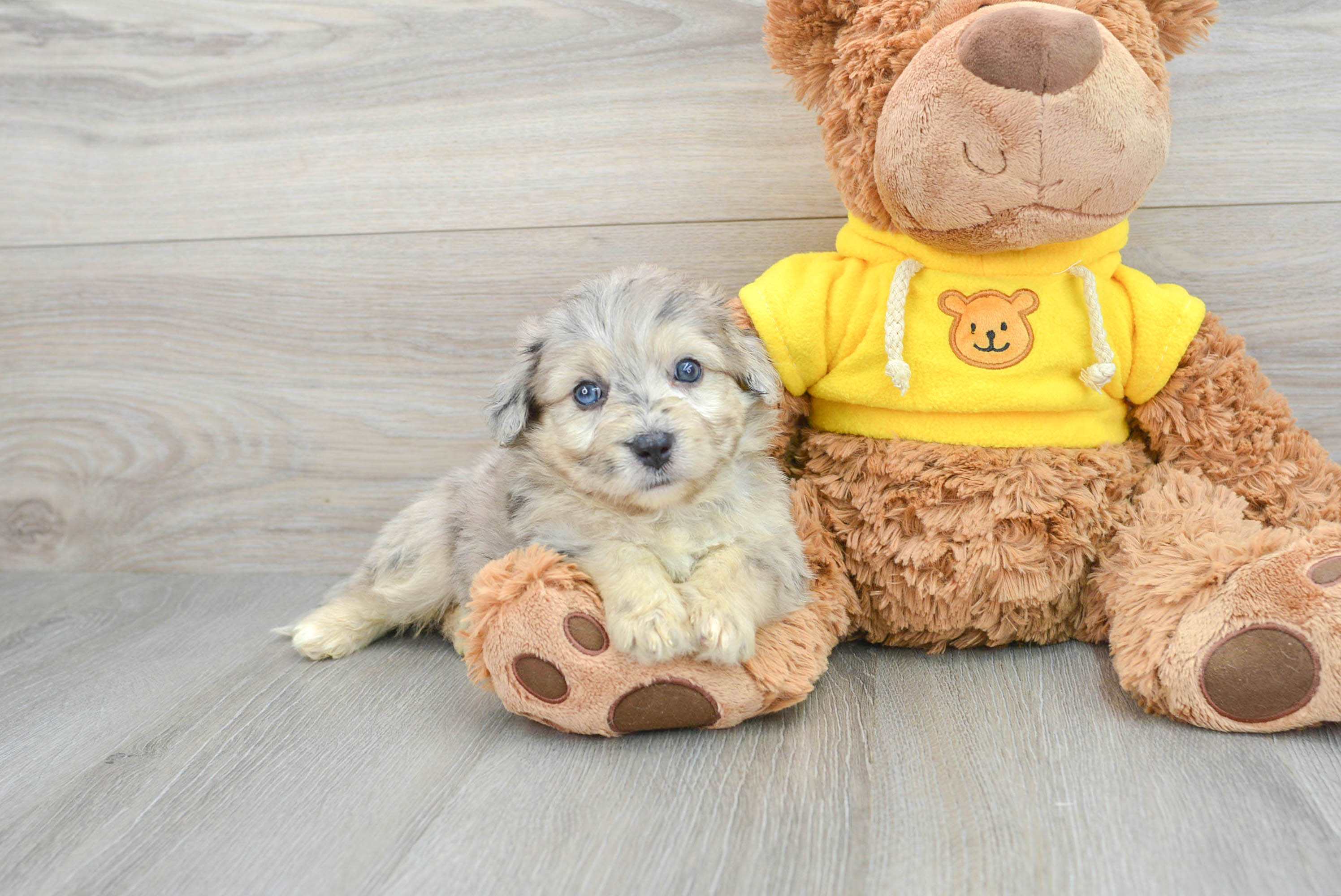 Hypoallergenic Australian Designer Puppy