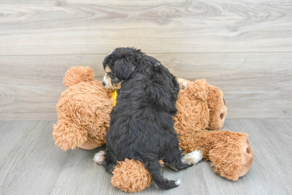 Aussiechon Puppy for Adoption