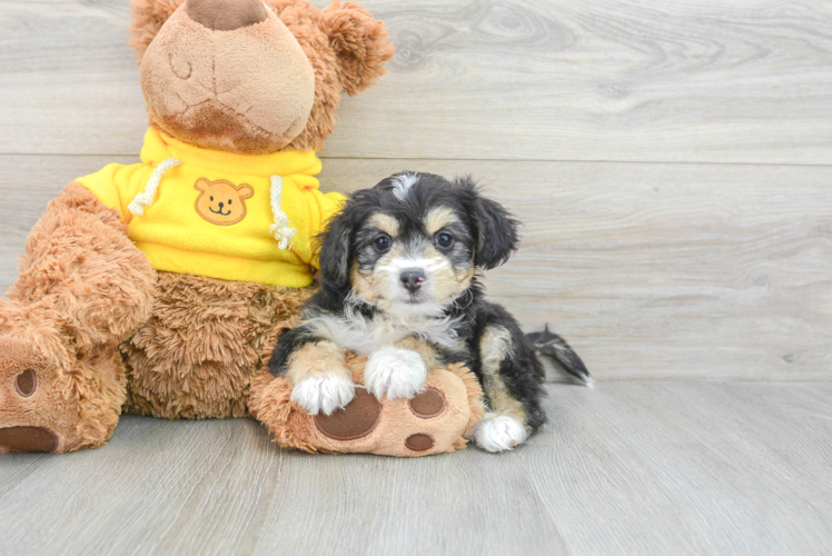Aussiechon Puppy for Adoption