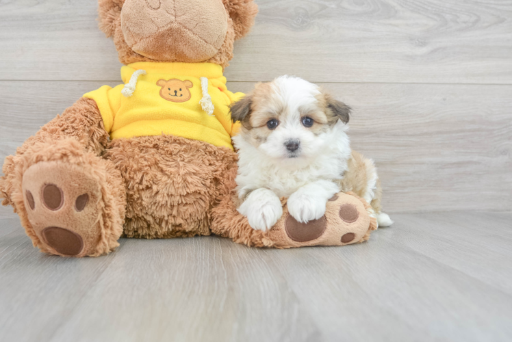 Fluffy Aussiechon Designer Pup