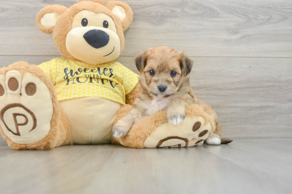 5 week old Aussiechon Puppy For Sale - Premier Pups