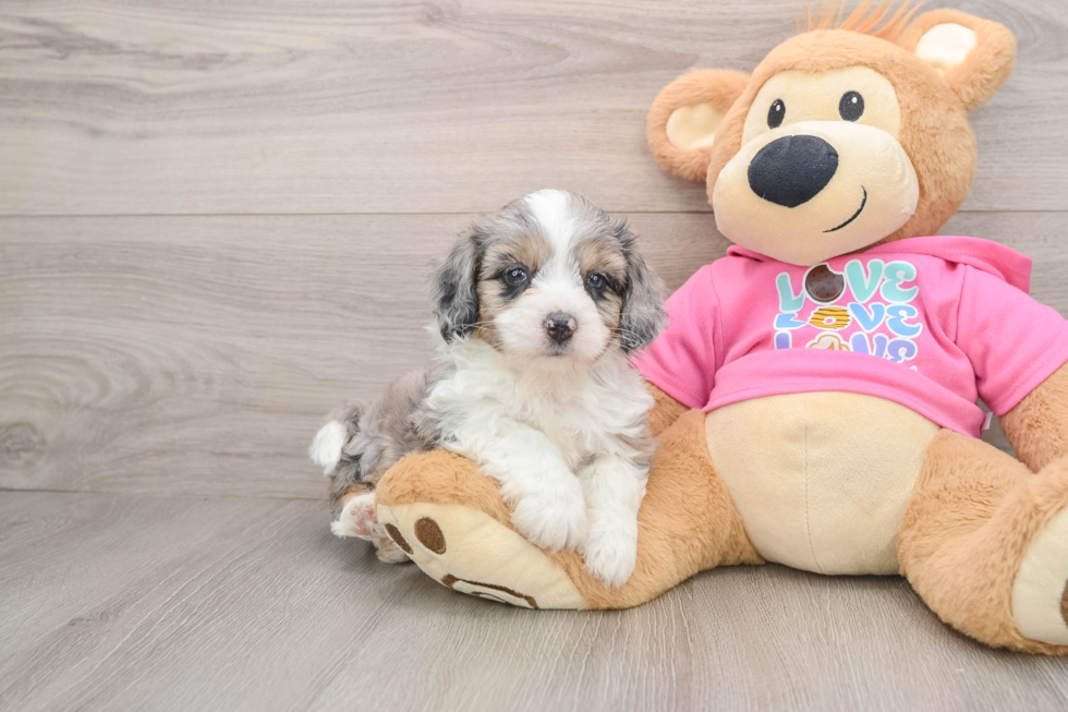 Smart Aussiechon Designer Pup