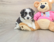 6 week old Aussiechon Puppy For Sale - Premier Pups