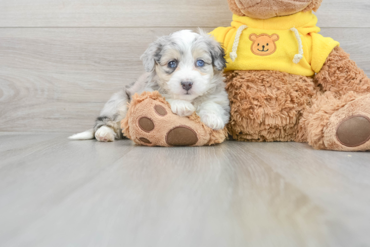 Aussiechon Puppy for Adoption