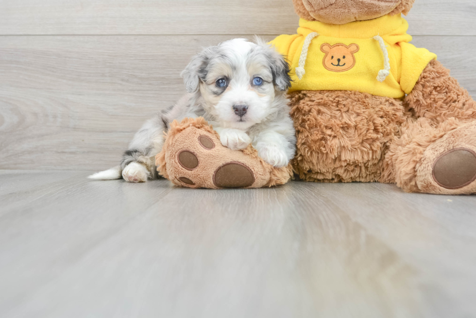 Aussiechon Puppy for Adoption