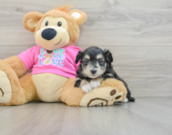 6 week old Aussiechon Puppy For Sale - Premier Pups