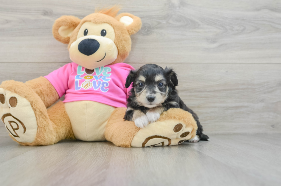 6 week old Aussiechon Puppy For Sale - Premier Pups