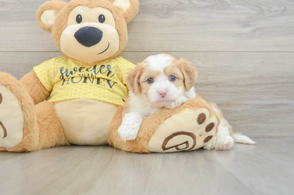 5 week old Aussiechon Puppy For Sale - Premier Pups