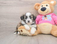 6 week old Aussiechon Puppy For Sale - Premier Pups