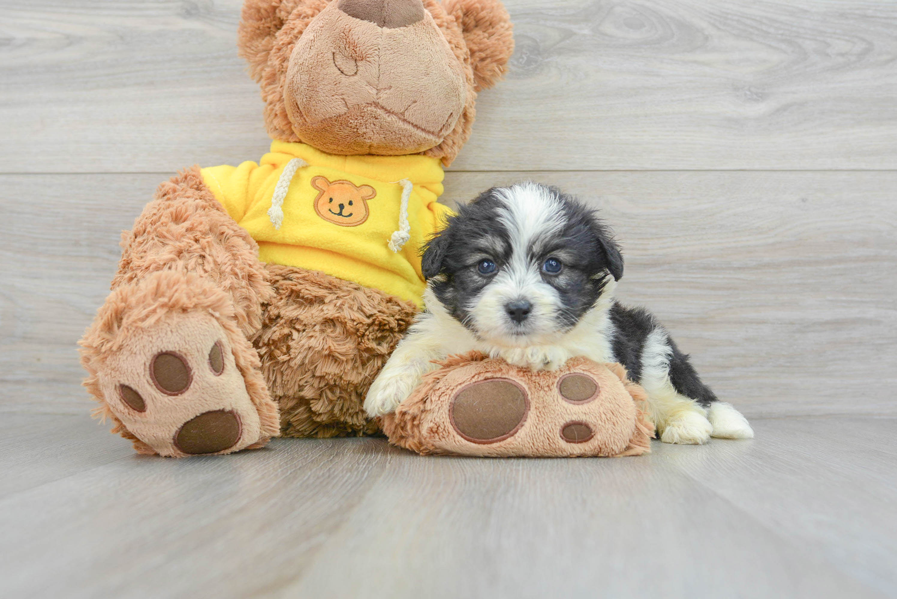 Fluffy Aussiechon Designer Pup