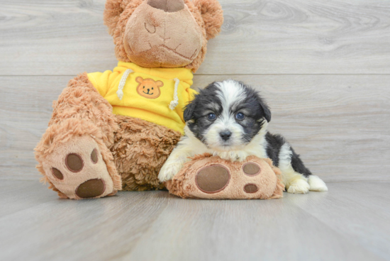 Fluffy Aussiechon Designer Pup