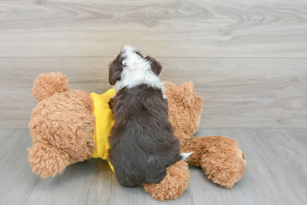 Hypoallergenic Australian Designer Puppy