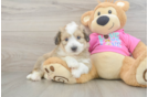 Aussiechon Puppy for Adoption