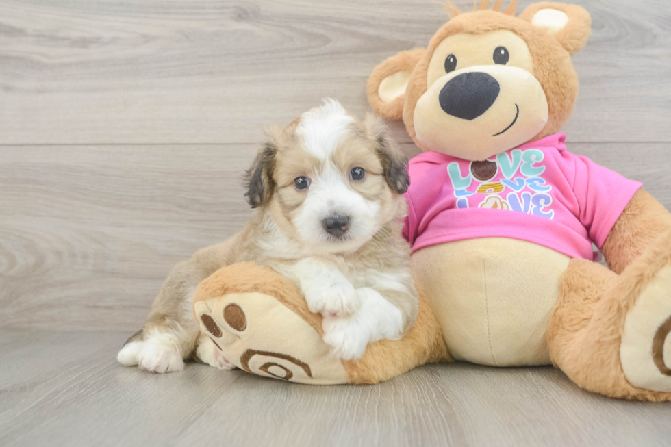 Aussiechon Puppy for Adoption