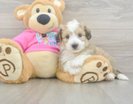 7 week old Aussiechon Puppy For Sale - Premier Pups