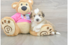 Best Aussiechon Baby