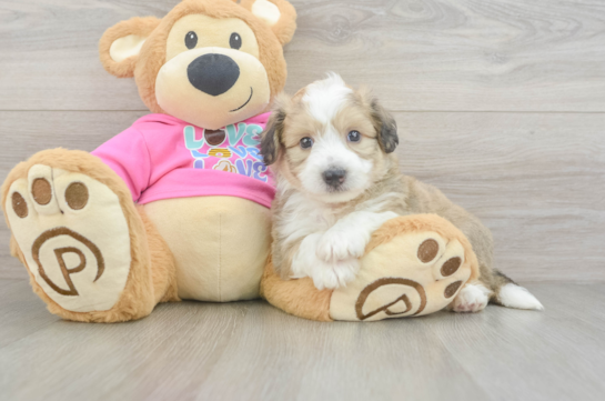 Best Aussiechon Baby