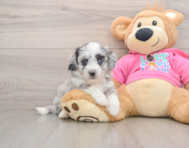 6 week old Aussiechon Puppy For Sale - Premier Pups