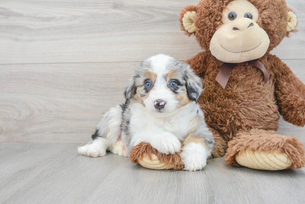 Aussiechon Puppy for Adoption