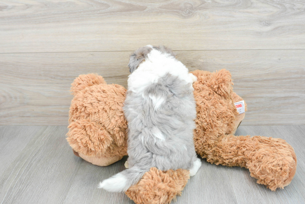 Hypoallergenic Australian Designer Puppy