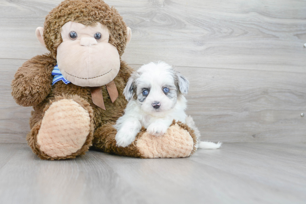 Popular Aussiechon Designer Pup