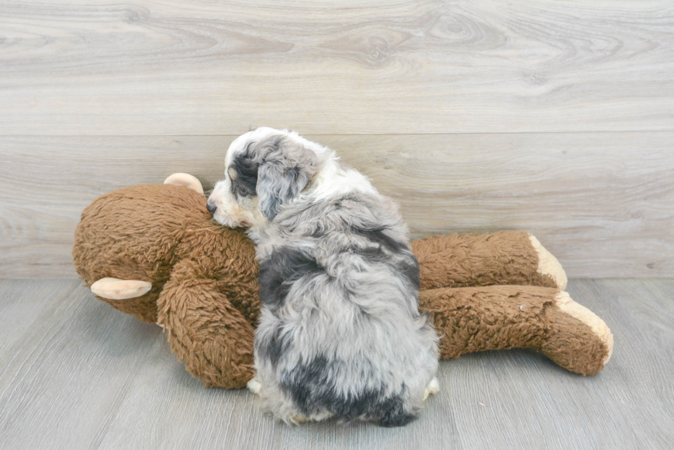 Aussiechon Pup Being Cute