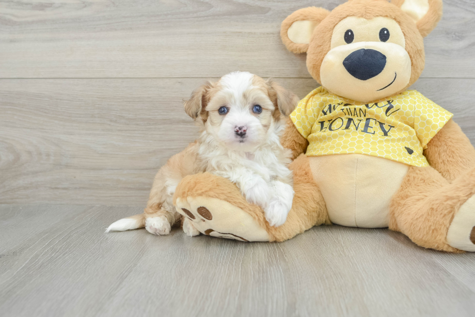 Fluffy Aussiechon Designer Pup