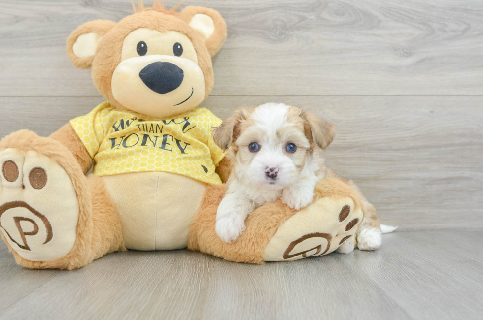 5 week old Aussiechon Puppy For Sale - Premier Pups