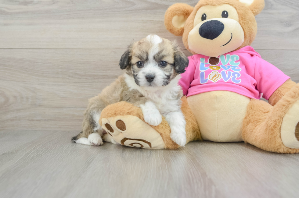 5 week old Aussiechon Puppy For Sale - Premier Pups