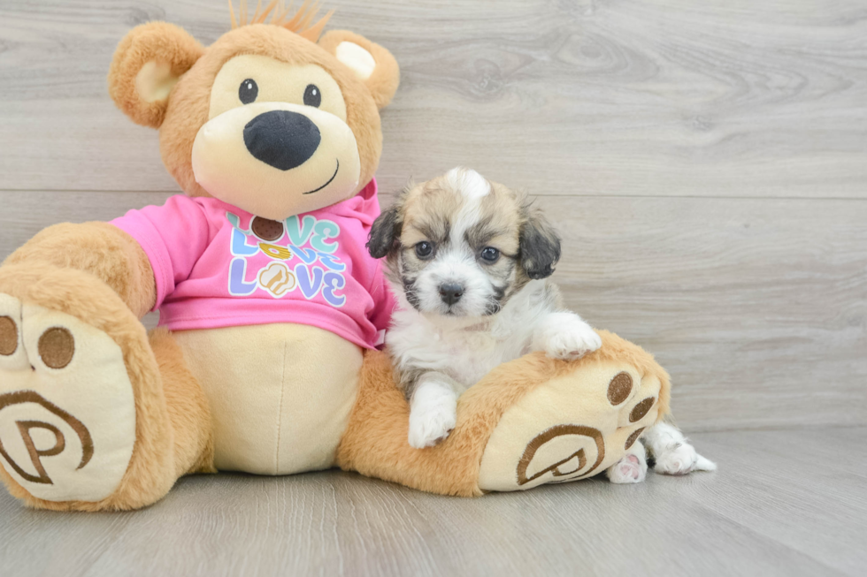 Aussiechon Pup Being Cute