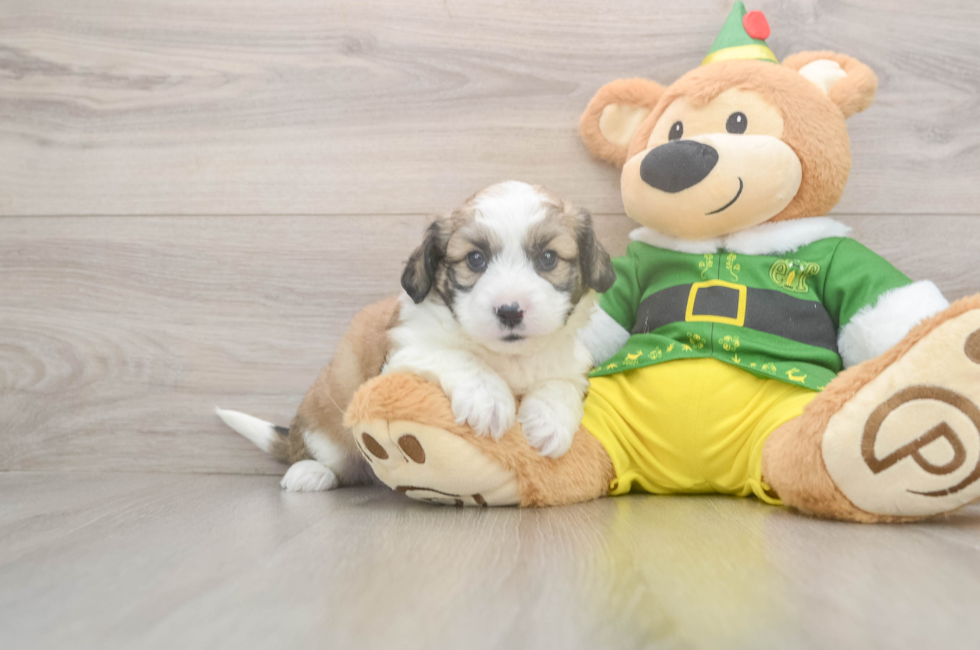 5 week old Aussiechon Puppy For Sale - Premier Pups