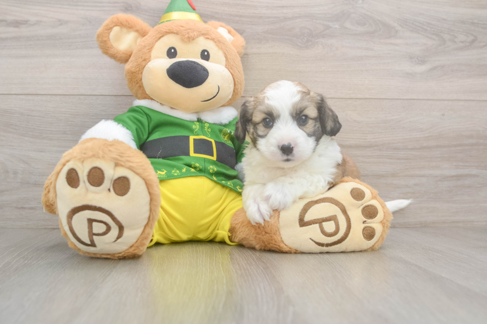 Playful Aussie Bichon Designer Puppy