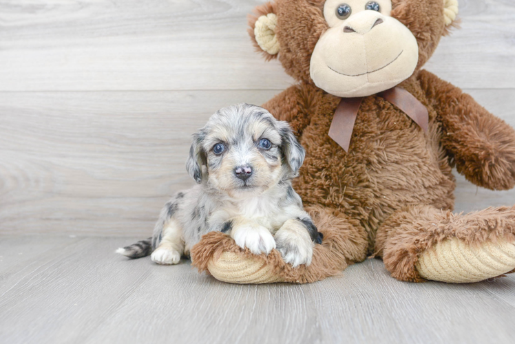 Aussiechon Pup Being Cute