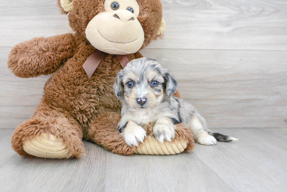 Aussiechon Pup Being Cute