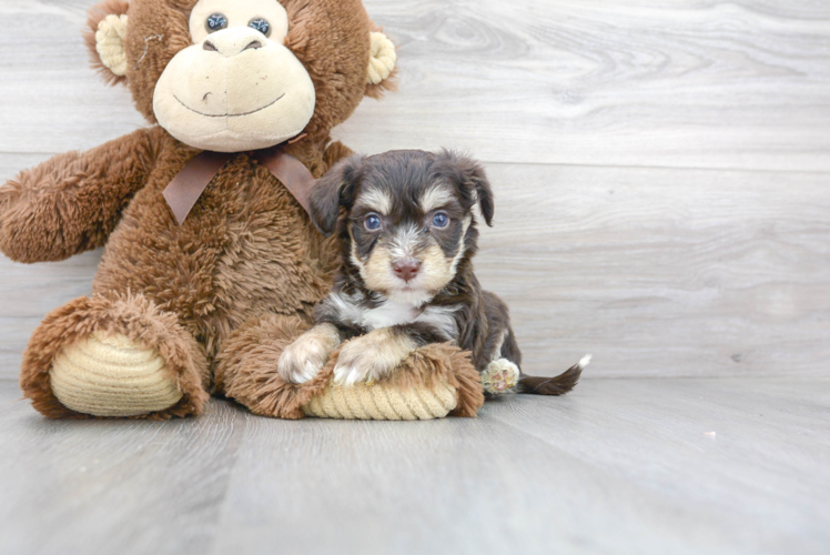 Aussiechon Puppy for Adoption