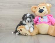 5 week old Aussiechon Puppy For Sale - Premier Pups